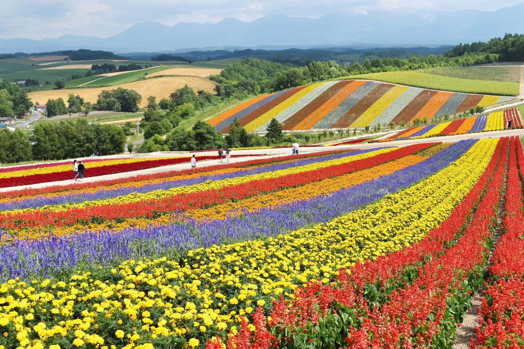 Biei flower fields, Hokkaido